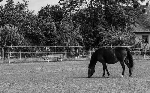 Horse standing in ranch