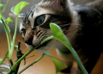 Close-up of cat