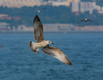 Seagull flying over sea
