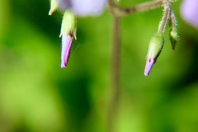 Close-up of fresh green plant