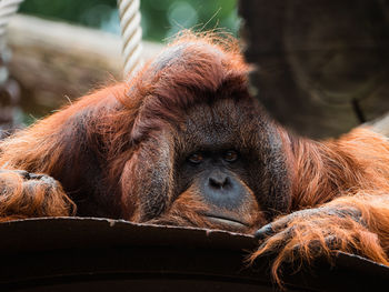 Close-up of monkey