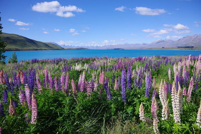 Scenic view of flowering plants on field against sky