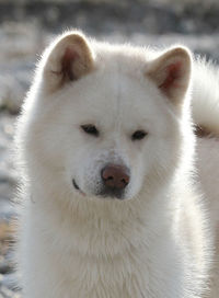 Close-up portrait of a dog