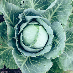 Close-up of cabbage growing in garden