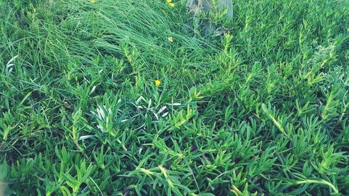 Full frame shot of grass on field