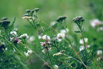 Close-up of purple flowering plant on field