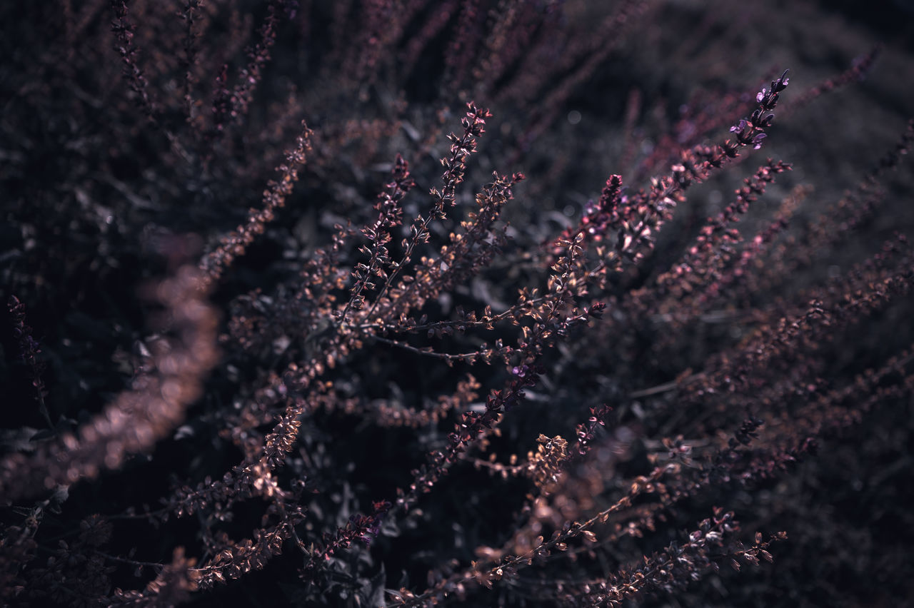 growth, plant, beauty in nature, selective focus, nature, no people, close-up, flower, flowering plant, tranquility, fragility, vulnerability, outdoors, day, full frame, tree, freshness, focus on foreground, branch, cold temperature