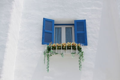 Low angle view of flowers on building window