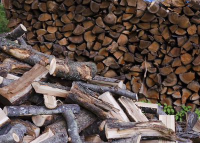 Stack of logs in forest