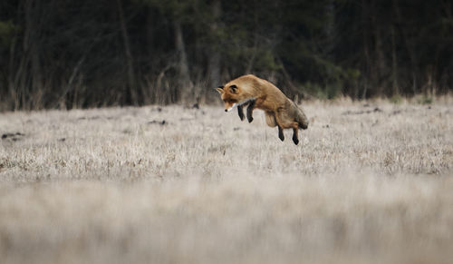 Side view of horse running on field