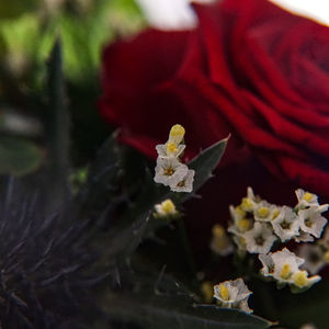 Close-up of red rose flower