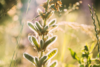 Close-up of plant growing on field