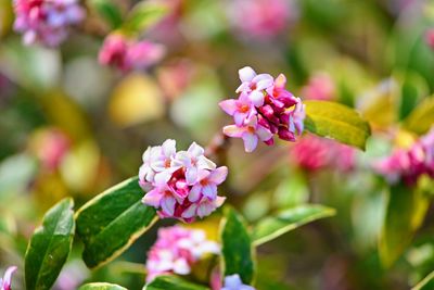 Close-up of pink flowering plant