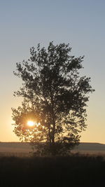 Silhouette tree against clear sky during sunset