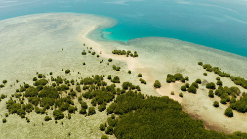 Mangrove trees on coral reef with sand bar surrounded by sea blue water. 