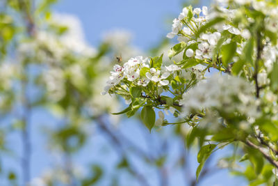 Low angle view of white flowering plant