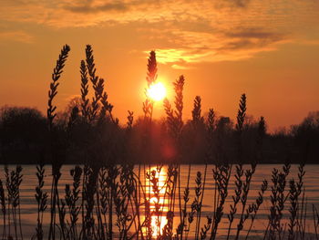 Silhouette plants by lake against orange sky