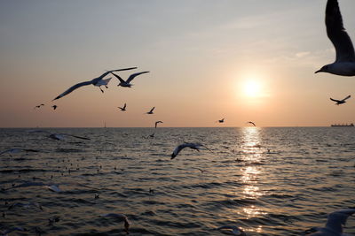 Seagulls flying over sea against sky during sunset