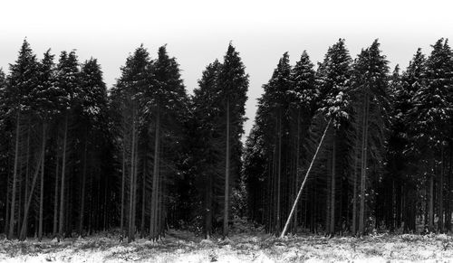 Trees in forest