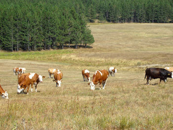 Horses in a field