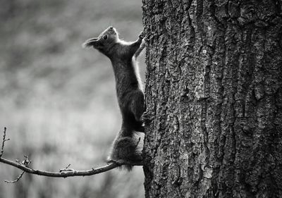 Side view of squirrel climbing on tree trunk