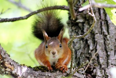 Squirrel on tree