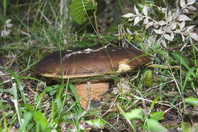 Close-up of plant growing in field