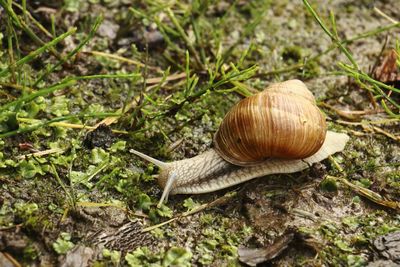 High angle view of snail on leaf