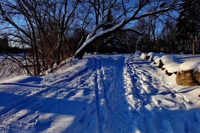 Snow covered trees against sky