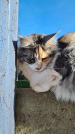 Close-up of a maine coon cat