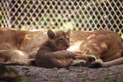 Cat lying in zoo