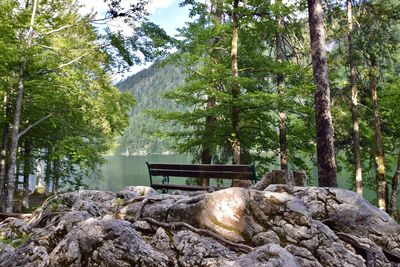 Scenic view of lake in forest