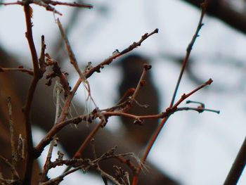 Close-up of leaves on branch