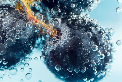 Close-up of blueberries in water