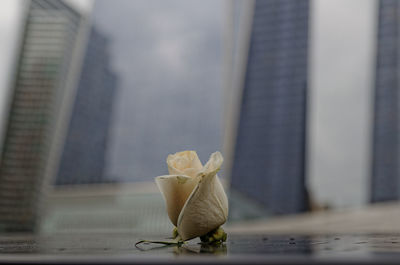 Close-up of rose against modern buildings