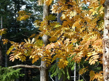 Low angle view of yellow flowers on tree