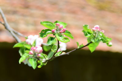 Close-up of flowers against blurred background