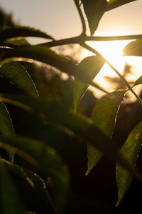 Close-up of leaves against blurred background