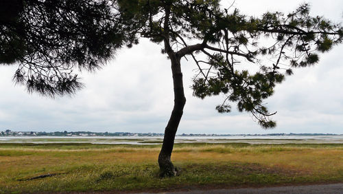 Tree on field against sky