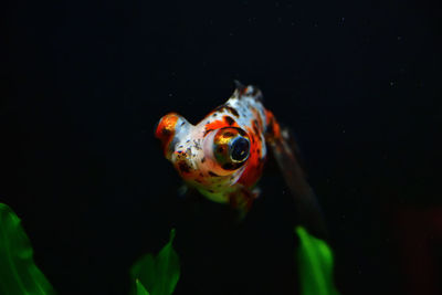 Close-up of fish swimming in sea