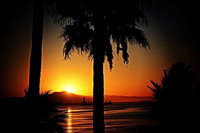 Silhouette of palm trees at sunset