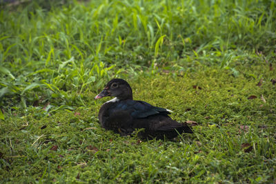 Duck on field