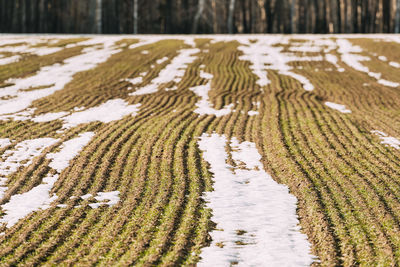 Scenic view of snow covered field