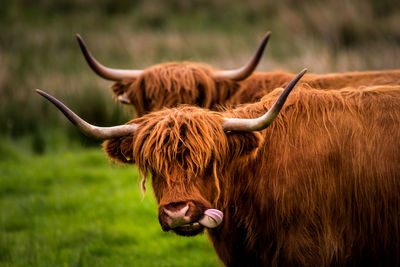 Close-up of cow standing on field