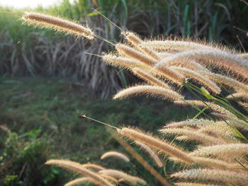 Close-up of plant on field