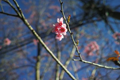 Close-up of pink flowers on branch