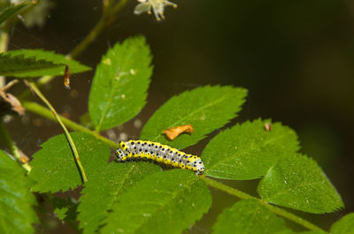 leaf