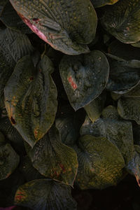 Full frame shot of leaves