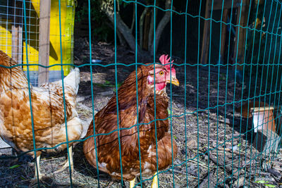 Chicken in diy chicken coop at countryhouse.