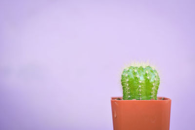 Close-up of succulent plant against pink background